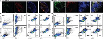 Inhibition of Allograft Inflammatory Factor-1 in Dendritic Cells Restrains CD4+ T Cell Effector Responses and Induces CD25+Foxp3+ T Regulatory Subsets